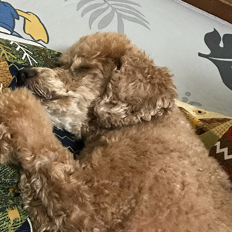 アラシはお昼寝中です☺
なんとも可愛いなぁ❣️
一番このときが癒やされます🥰