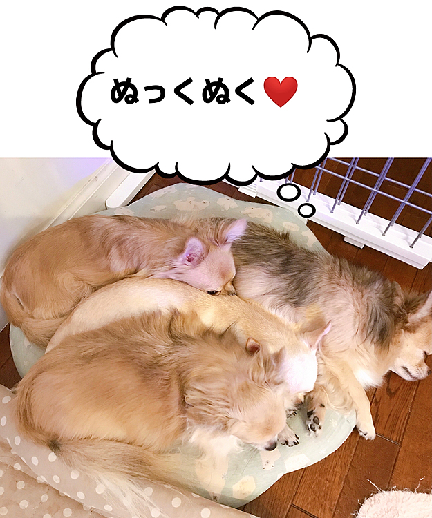 ヌクヌクの毛布みたいになってます☺️❤️🐾💕🌸