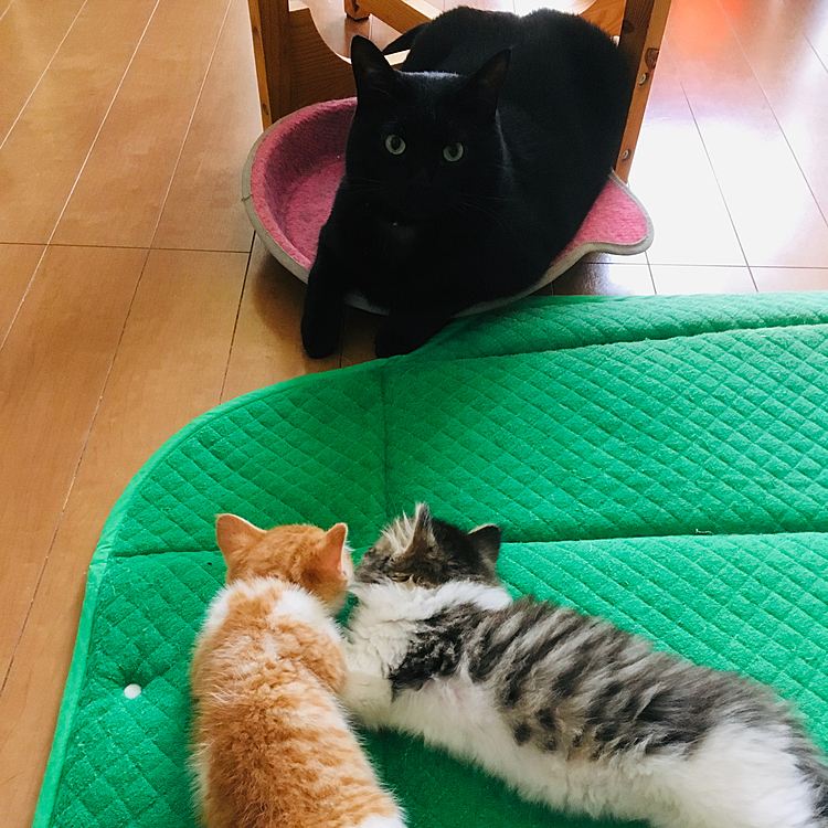 新入りの見守り隊、
おかげで大きく育ったよ(=^ェ^=)