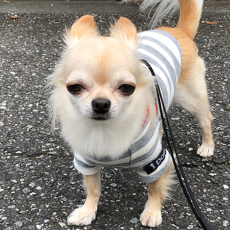 こんばんは😊
お散歩に行って近所の方と立ち話をしてたらポツポツ雨☔️が降ってきちゃいました💦💦
急いで帰ってきて「もう終わり？」という顔をしてます😅明日はたくさん行こうね😊