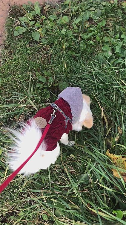 帰ってきてからお散歩へ🐕🐾
朝は☔️でお散歩行けなかったけど午後からは行けました😊
ポコちゃん良かったね❣️
歩いててもオチリ丸見え🤣