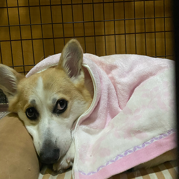 
今度名古屋で有るインターペット愛知に行く予定なので何も買わずに帰って来たよってママに話してた‼️
いっぱいおやつ並んでたのに〜欲しいの有ったのに〜買って貰えなかったよ(｡•ˇ‸ˇ•｡)

