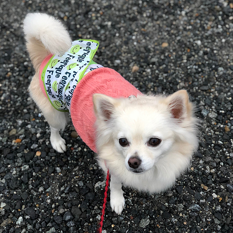 おはようございます☁️
雨は止んだけど、地面が濡れてます💦
小雪は、腹毛がペチャペチャにならないようにエプロンしてお散歩へ行きました🎵🐶