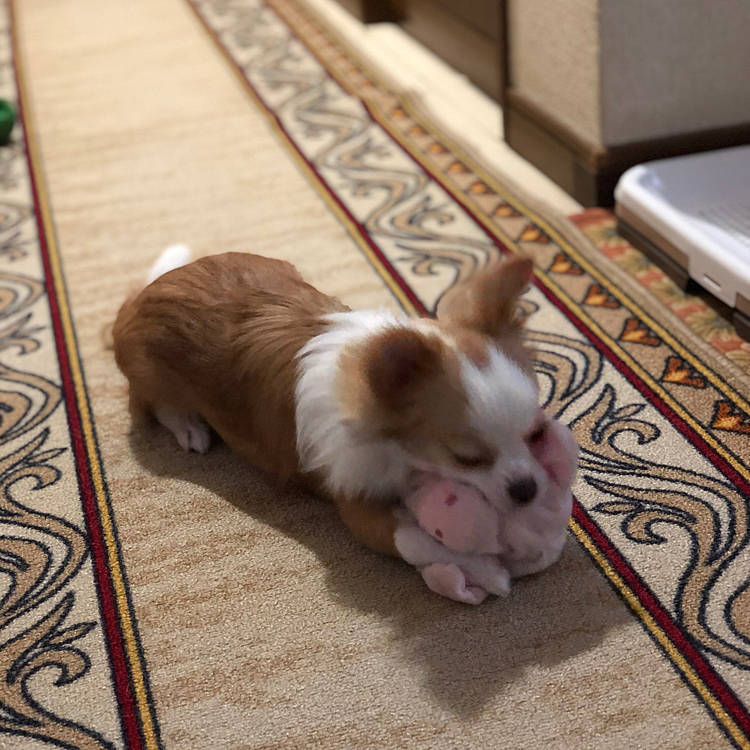 小春はボールとオモチャで朝からエキサイティング🎵🐶
元気いっぱいでワチャワチャしてます👍
この子…いずれは落ち着くのかな❓🤣

さて、今日は祝日㊗️やけど…
仕事に行ってきます😭
小雪＆小春よ…
🏠 自宅警備しっかり頼むで〜😊