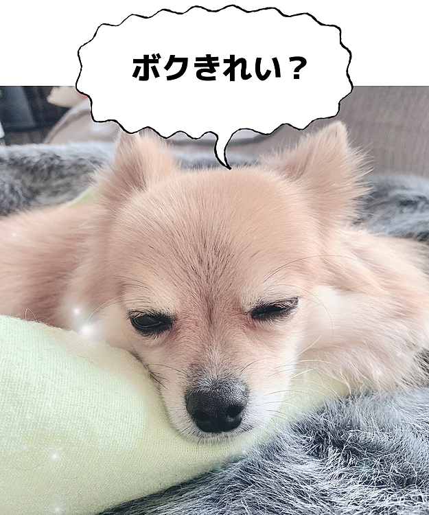 2020/11/3
今朝は雨上がりで曇ってましたが、今は晴れてきました☀️
snowで撮影したらキラキラしてました😊
毛の色が違うけど🤣