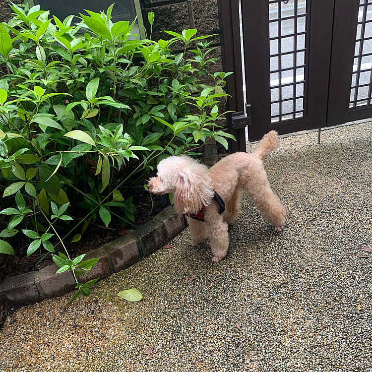 写真のワンちゃんはトイプーのチコちゃんです。ハヤトくんとてっちゃんのお向かいにトイプーのゴンちゃんと住んでましたが、去年の夏に引っ越しました。チコちゃんは元保護犬でしたが、ゴンちゃん宅に引き取られて幸せに過ごしていました。
でも、引っ越してからチコちゃんは認知症になり、トイレの失敗が続きご主人に元いた保護施設に返されてしまい、その後、虹の橋🌈へ行ってしまったそうです😭
