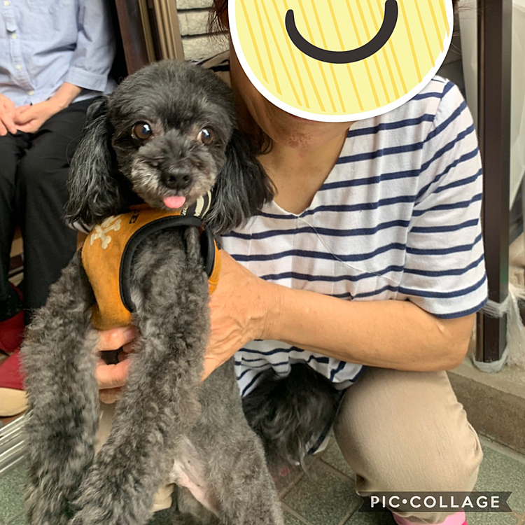 こちらはゴンちゃん。抱っこしているのは、先日お会いしたご近所さんです😊
とても優しい方で、チコちゃんを保護施設に返す話を聞いた時に、引き取るから返さないで。とおっしゃったそうですが、ゴンちゃん、チコちゃんのお母さんが遠慮してしまい、ご主人の言うことを泣く泣く聞いてしまったそうです😭
ゴンちゃんのお母さんは体を壊してワンコの面倒が見れなくなり、ご主人は…私から言わせれば我儘坊主のお年寄りで何もしない人。
ゴンちゃんがチコちゃんと同じ目に遭わないように、元ご近所さんは引き取ることを検討しています✨