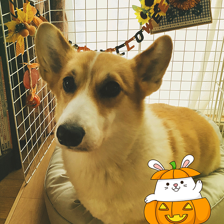 今頃ハロウィンの🎃写真撮影🤣
おかーたん、おせーよ🤣🤣🤣
うんうん😃だよね🤣
