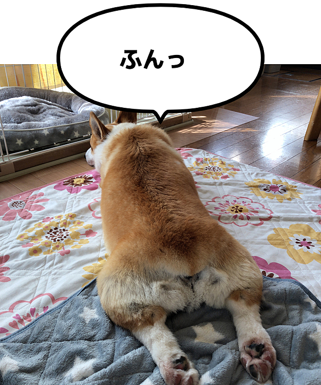 あはは💦
不貞腐れて寝てます😃
いえいえ💦
お散歩してお昼寝してるだけです🤣