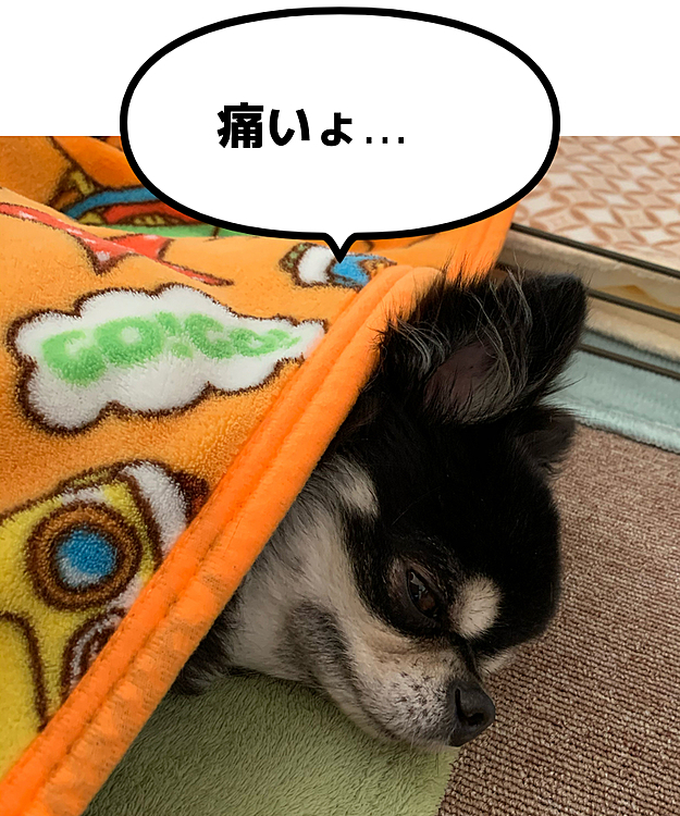 こんにちは…
「いいね」だけの訪問すみません…。
ほっくん、ぎっくり腰になりました…
朝一病院で痛み止めの💉2本
ビタミン剤💉1本。。3本の💉頑張って
来たよ😢  絶対安静だそうです…。
変な所で眠っちゃったので、ブランケット
掛けておやすみ中です😑
寒くなると…
腰痛で来る子が増えるそうです…
みんなも気をつけて下さいね🍀