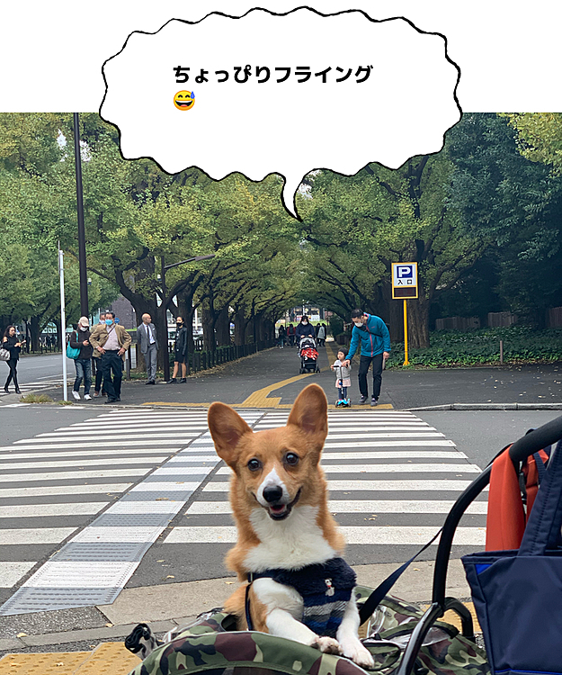 こんにちは😃
今日は神宮外苑の銀杏並木に行きました☺️
来週から銀杏祭りが始まるみたいで、ん〜…ちょっと早かった💦