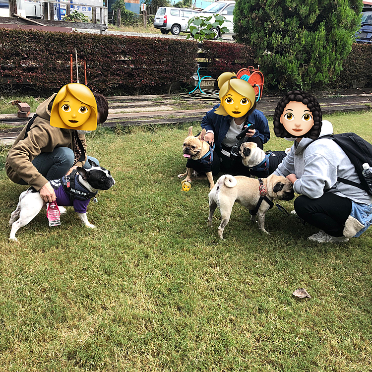 今日はドッグランで、ブヒ仲間と遊んで来ました😄
ししちゃんにも会えました😁
