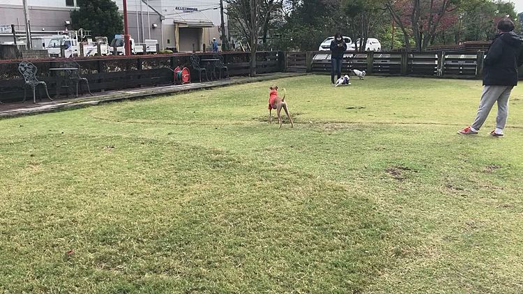 最初小型犬のエリアで遊びましたが、となりの中型犬エリアにまろの大好きなイタグレちゃんを発見❗️
イタグレちゃんと走ってきました😁
