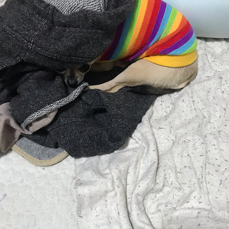 一緒に夜出かけて部屋に戻ったら何💦
頭隠して尻隠さずってなかなかのポーズ
今日は、あまり寝てないからね😌
また明日からお留守頑張ってねー🐶👍