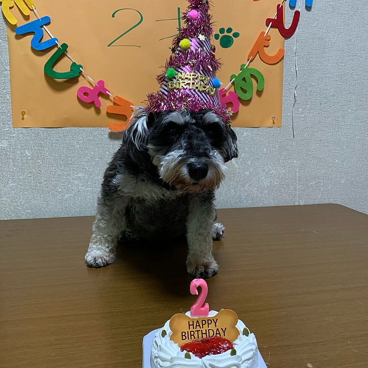 サン、２歳になりました〜🎂❣️