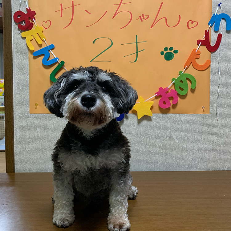 まだまだヤンチャなサン🐶
これからも元気いっぱい、愛嬌たっぷりで毎日みんなを癒やしてね〜😆