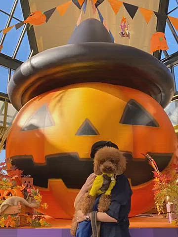 そして今日は隣県で開催の🐶のイベントに朝一で向かいました❣️
ぐるっと周り早めのランチを終えて歩いていたらルルちゃん発見✨✨
相変わらずの距離感でしたが、もう顔馴染みって感じの雰囲気でした😉
ルルちゃんやっぱり可愛い😍
ルルちゃんとお別れして広い公園を散策して、お決まりのパパさんは昼寝💤
楽しい1日となりました💗