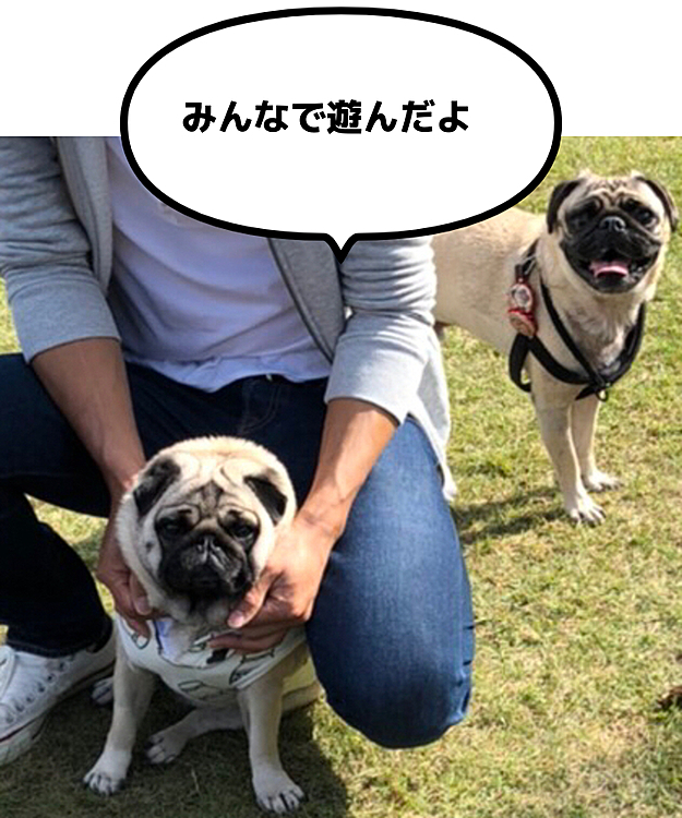 インスタやペット自慢のお友達集会に、ししまる一家初参加、
楽しい1日でした😊

