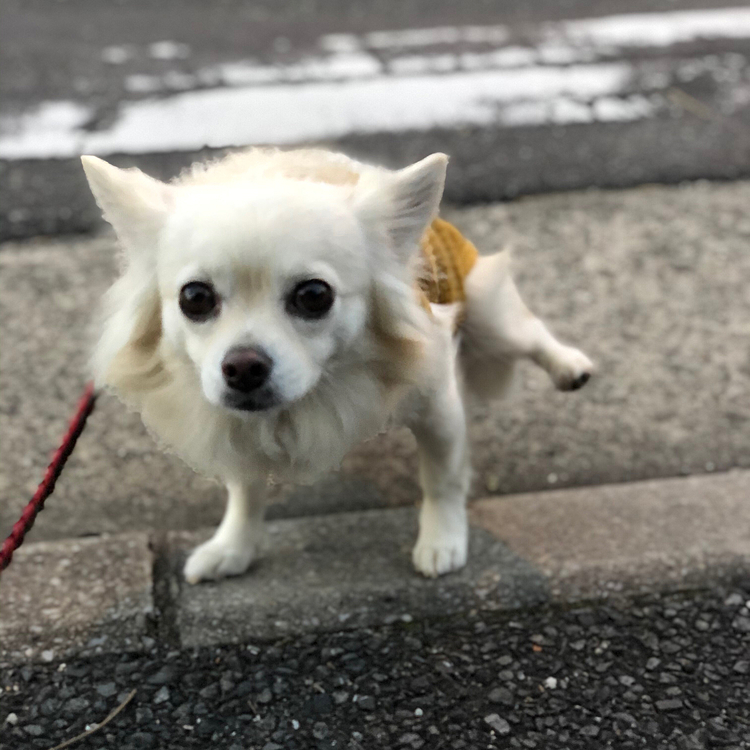 おはようございます😄
小雪は今朝も元気いっぱいお散歩してきました🎵🐶
カメラ目線📸でチッチしてみた🐶🤣