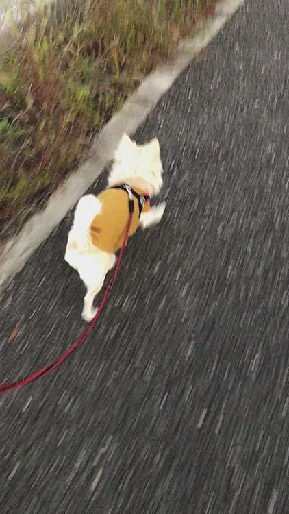 スタスタと颯爽と歩いてきたよ〜🐾
ちょっと寒いから早足で体温まったかな❓😊
