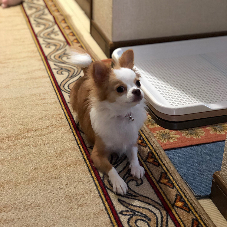 小春は『早よ‼️』って感じでボールやオモチャで遊びました🎵🐶
オモチャ＆ボール、ありったけ全部を投げるまで続きます🤣