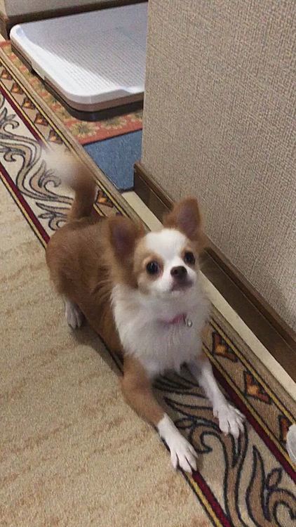 狭い廊下をドタバタ騒がしい〜🤣