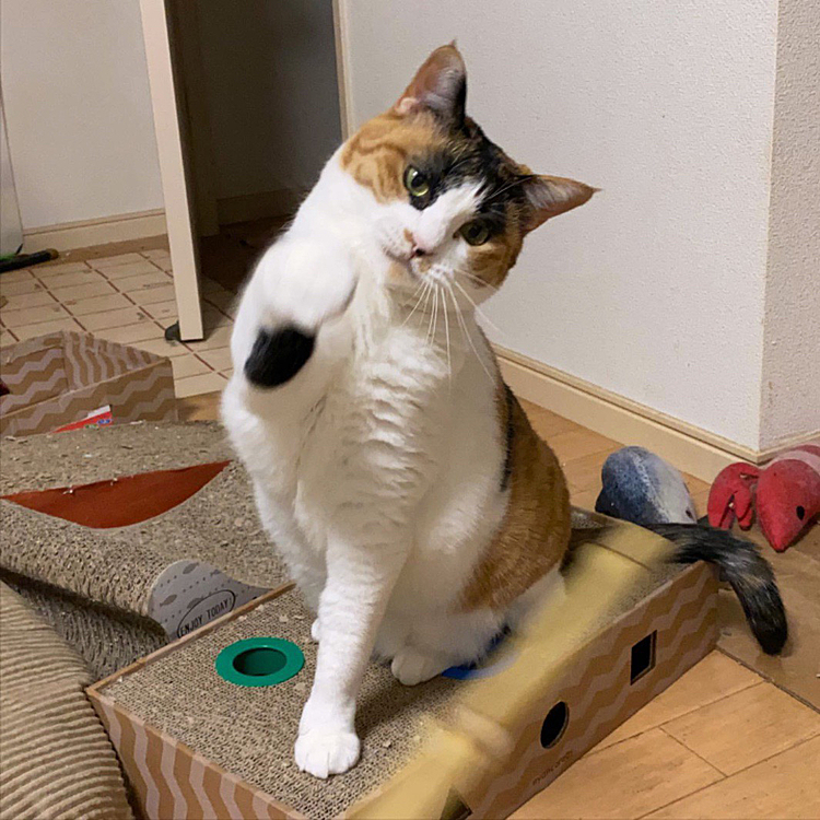 招きパンチ