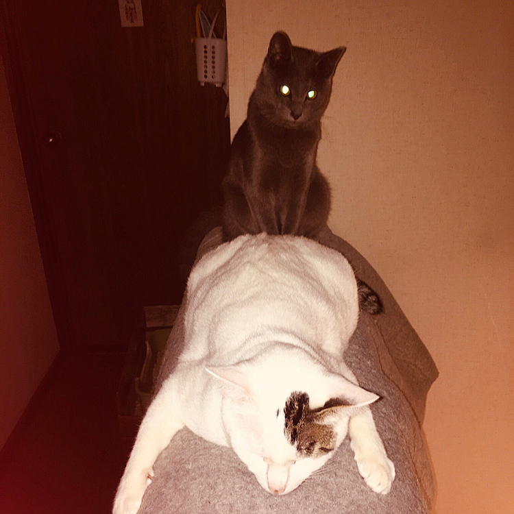 アサリちゃんとクゥちゃん仲良くしてたので、写真撮ったら、ヤバイ感じになっちゃった(^◇^;)
