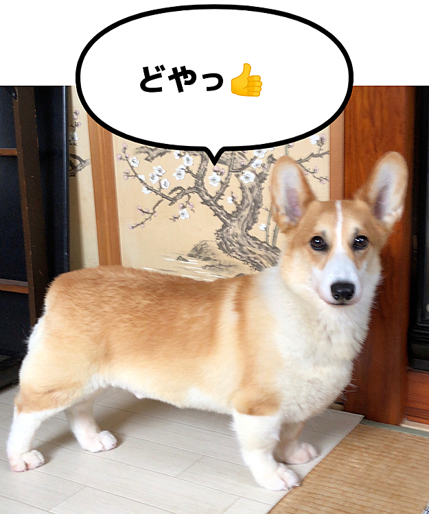 たまにはモデル立ちして、ボクたんがコーギーだって事を思い出させてやるっ😃
って、皆んなコーギーだって思ってるよ🤣笑笑
ってか、後ろの柄が和室だけあって昭和過ぎてる🤣🤣最高🤣
