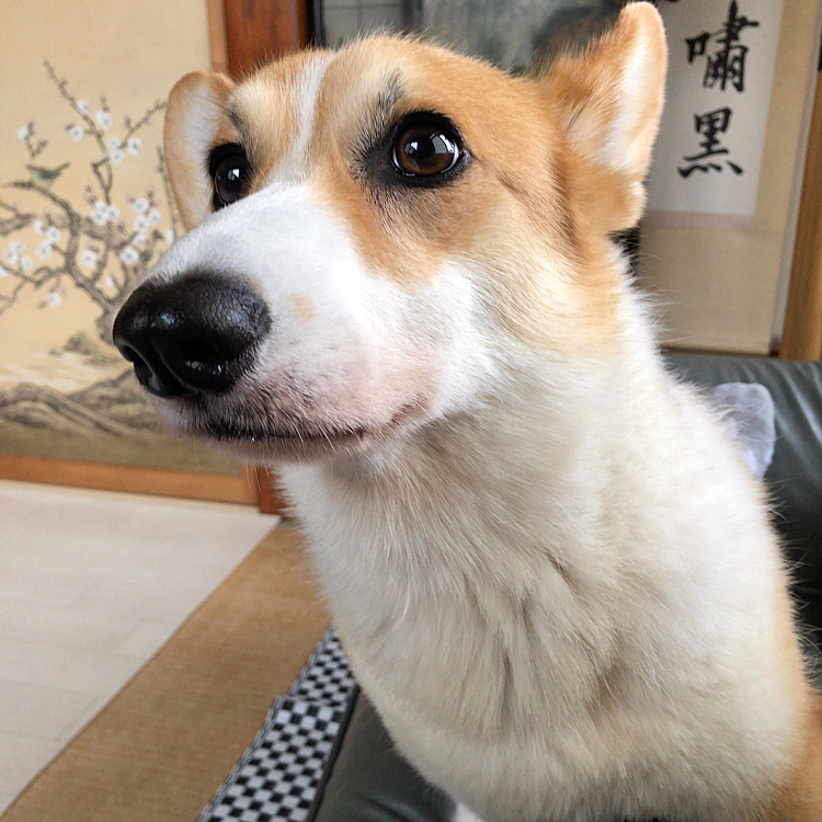 おやっ？
おかーたん。？いい物持ってますな？
それくださいな😃