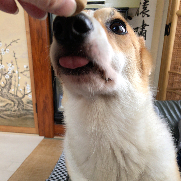 えへへ😃
オヤツゲット❤️
さっきの凛々しさはどこへ？🤣
こっちの方がまあるらしい🤣