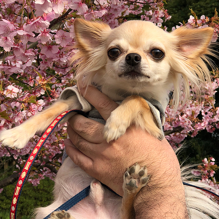 綺麗なお花が🌸咲いていたので抱っこして写真を撮ったら怖そうでした🐶💦