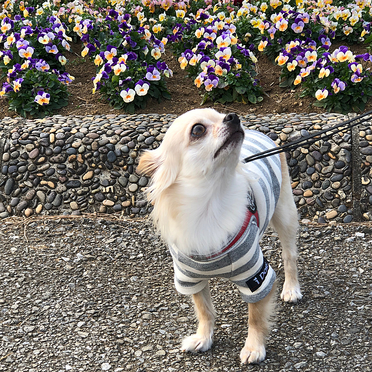 花壇の前でなんでちゅか〜❓と見上げています😆😆