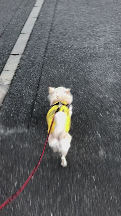 小雪は寒くてもスタコラサッサ〜🐾
軽快な足どりで歩いてきましたよ🎵🐶