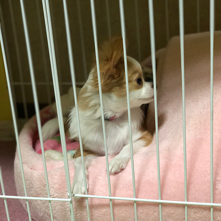 小春はお留守番してもらいました🎵🐶
帰ってきたら小春は廊下を爆走💨
小雪に絡みに行って怒られてました😂