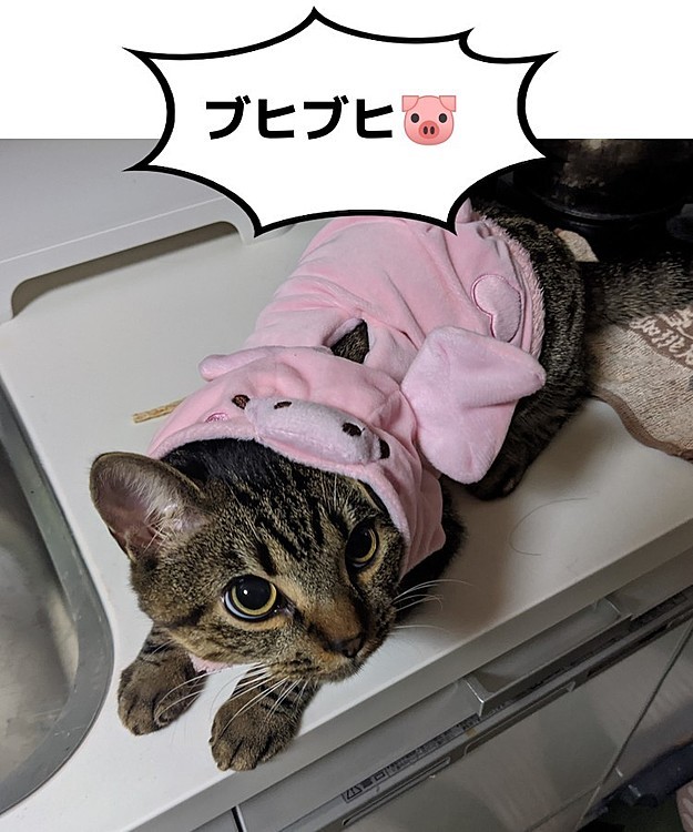 ブタじゃねーし🙀