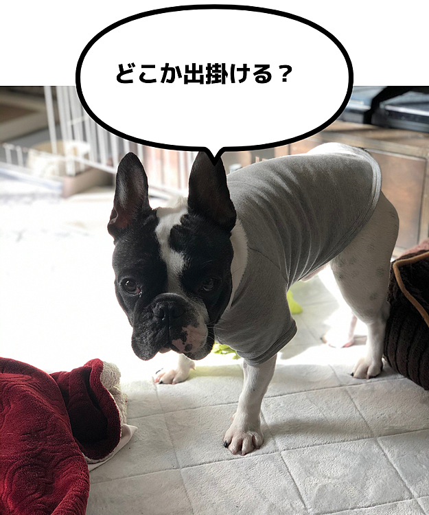 勝手に出掛けないか警戒してマンマークの態勢に入ってます😆