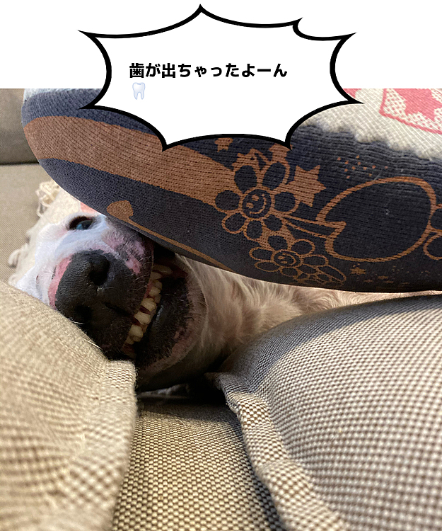 覗き込んだら歯が出てました😂
なんでやねーん