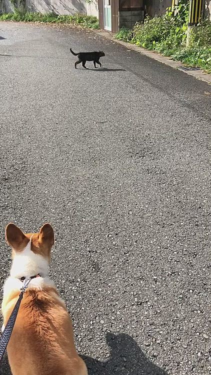 途中、ニャンコと遭遇!
ニャンコ背中を丸くして機嫌悪そうなので無視!
でも、まあるはチラチラ気にしてたよ😃