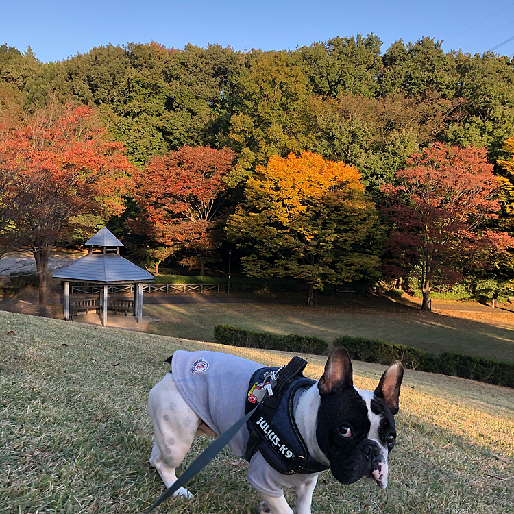 お天気も良いので、一区切りついた午後に近所の大きな公園に行ってきました😀