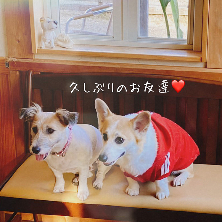今日はパパ・ママが休みなので久しぶりに行きつけのドックカフェ・ランに連れて行って貰ったよ〜
友達と記念写真