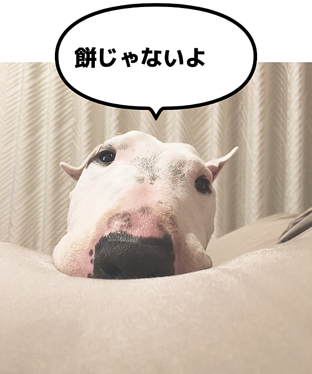 餅かと思ったらブービーでした