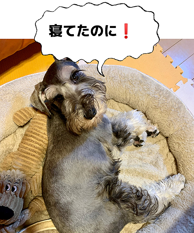 ロッシの投稿