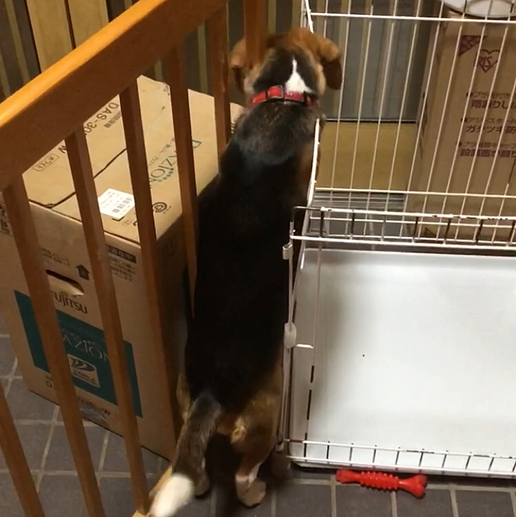 ここから出られるはず💡🐶💖

