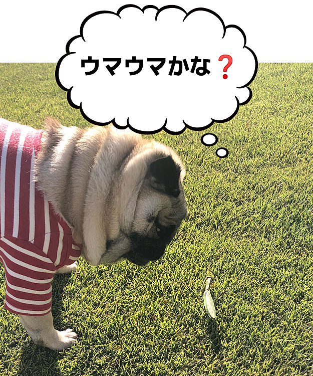大きなカマキリでました🐶
ビビリながらチョッカイ出します🤣🤣🤣