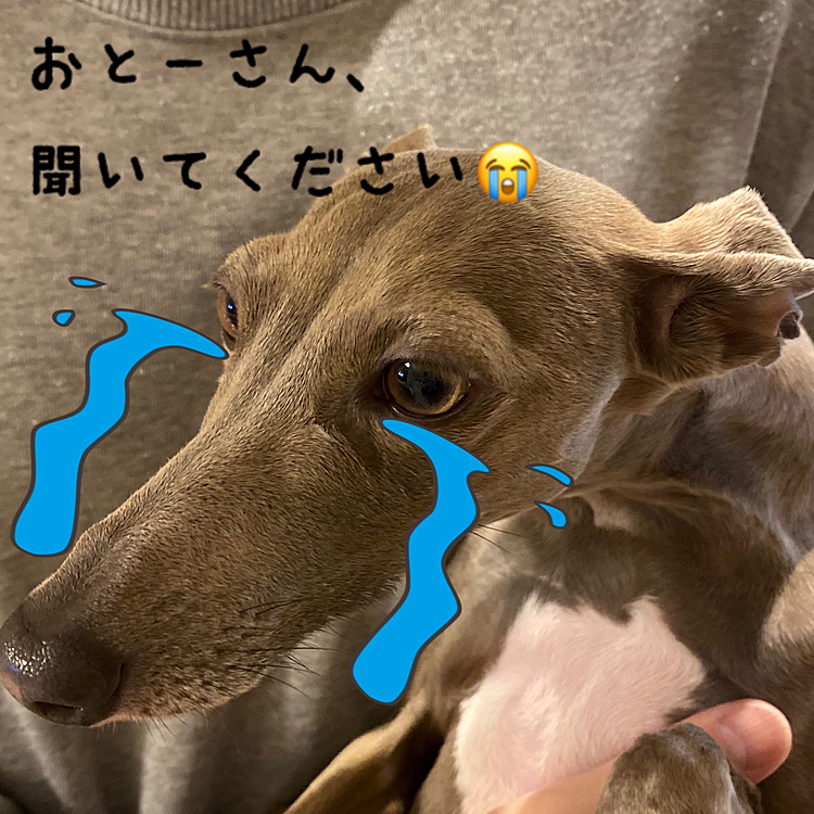 帰宅してから足を引き摺るようにしてか細くひんひん鳴いて…
あまりにも震えているから、思わずERを検索してしまいました😰

もーーー、
どんだけメンタル弱いんだ😭😭😭
