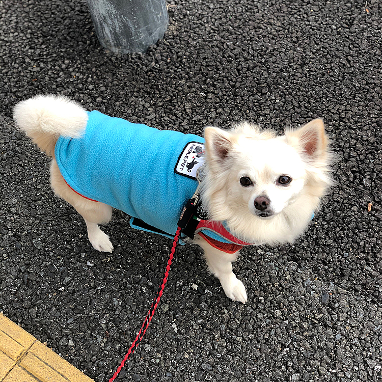 おはようございます☁️
今朝もちょっと寒いですね💦
今日は有給休暇です👍

小雪はオヤツちょーだい顔です🐶🤣