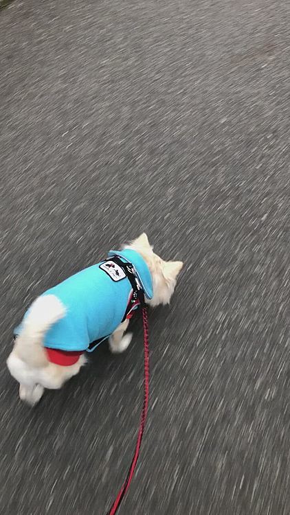 小雪は今朝も元気いっぱいお散歩してきました🎵🐶
フリース着たから寒くないのかな❓
シュナウザー君に会ったけど、今日はワンワン言われなかったね😊