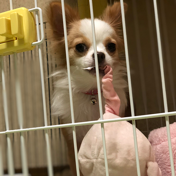 小春は朝からブタさん狩り🐶🎵
今日、避妊手術に行きます🏥
日帰りやから夜にお迎えになるんやけど…
それまではかなり心配ですね💦
全身麻酔ですから😥
頑張って無事に帰ってきてほしいと思います😅