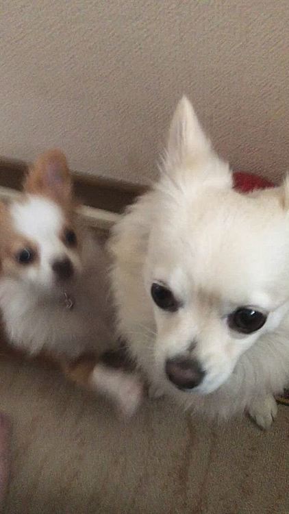 小雪🐶にちょっかい出して怒られる小春🐶
ぜんぜん怒られてるって理解できてないよね❓🤣
小春、そんな調子乗ってたら小雪にガブッと怒られるで〜💦